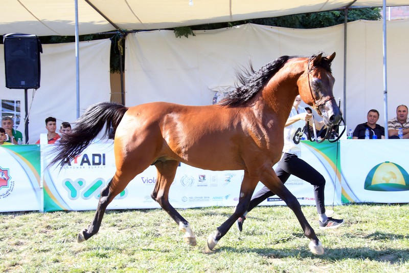 HH Sheikh Mansoor-supported Horse Show in Lebanon